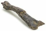 Fossil Ornithopod Dinosaur (Dryosaurus) Tibia - Wyoming #342149-3